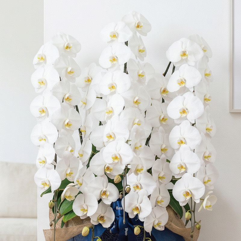 胡蝶蘭・ギフト