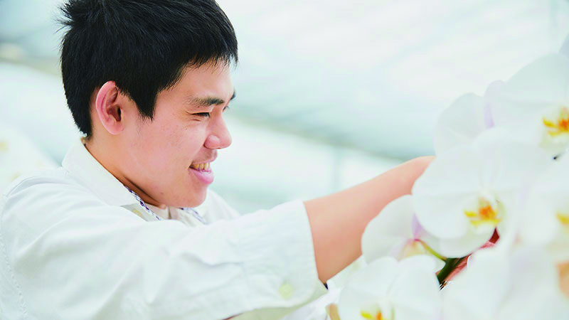 胡蝶蘭ロイヤルイメージ