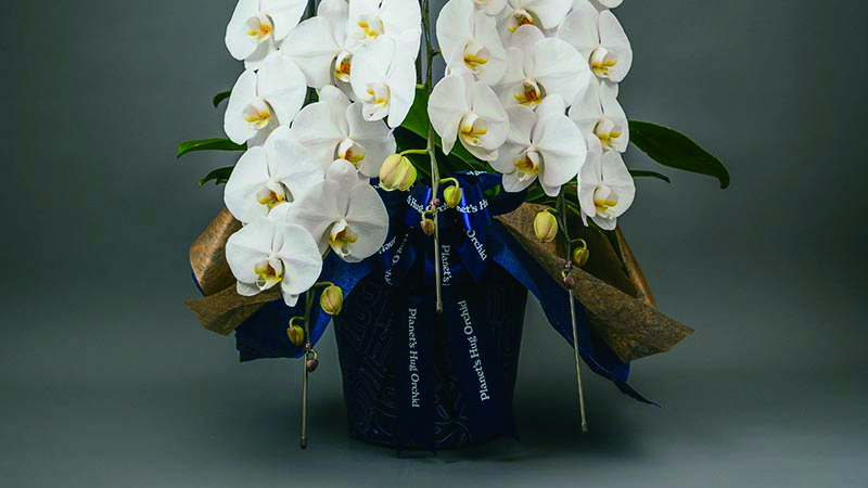 胡蝶蘭ロイヤルイメージ