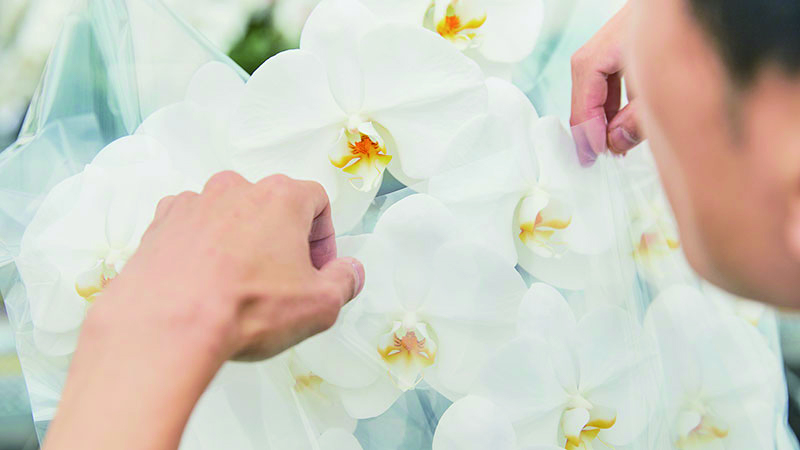 胡蝶蘭ロイヤルイメージ