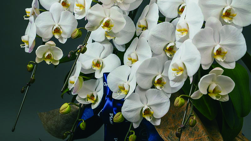 胡蝶蘭ロイヤルイメージ