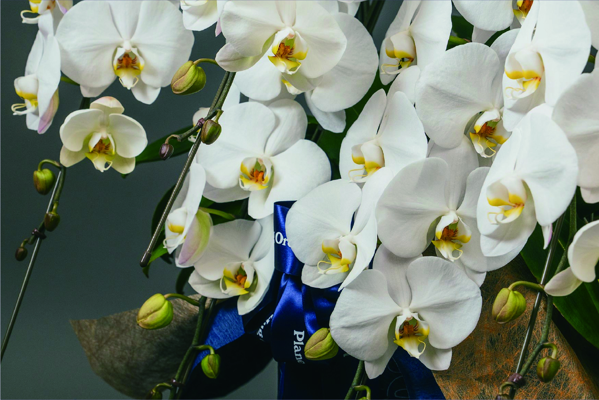 プロも認める高品質