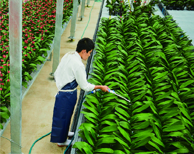 胡蝶蘭の栽培イメージ