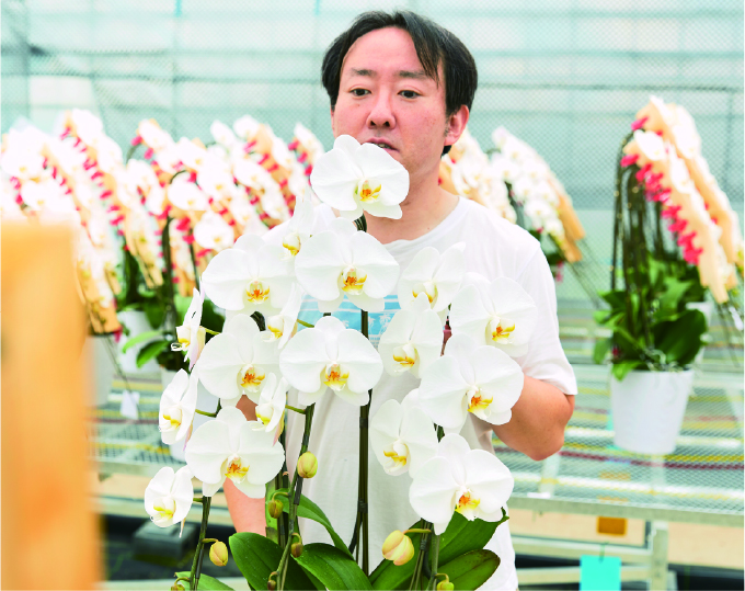 胡蝶蘭の栽培イメージ