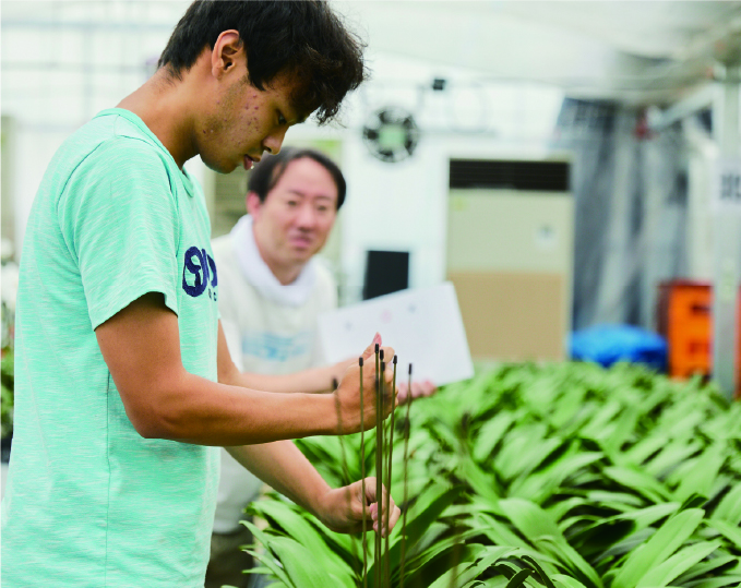 胡蝶蘭の栽培イメージ