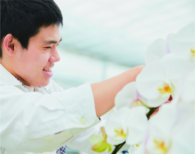 胡蝶蘭の栽培イメージ