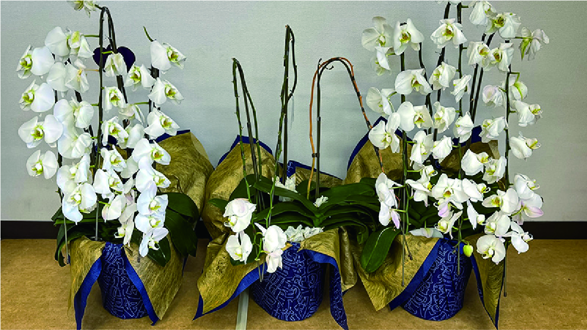 胡蝶蘭イメージ